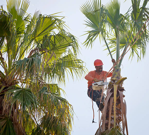 Professional Tree Care Services in Fullerton, NE